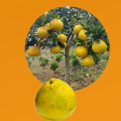 Mudas da laranja champanhe produzindo cristal 