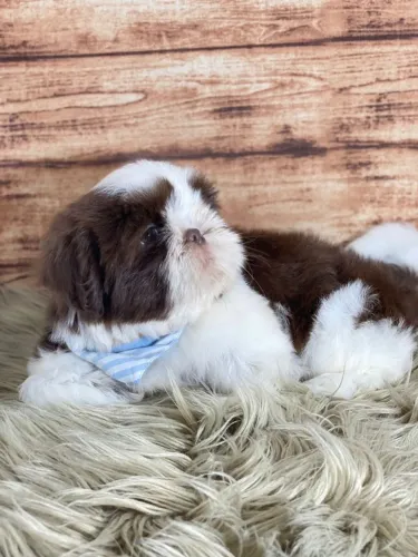 Shih Tzu Fêmea branca e pretinha com 67 dias, Dani