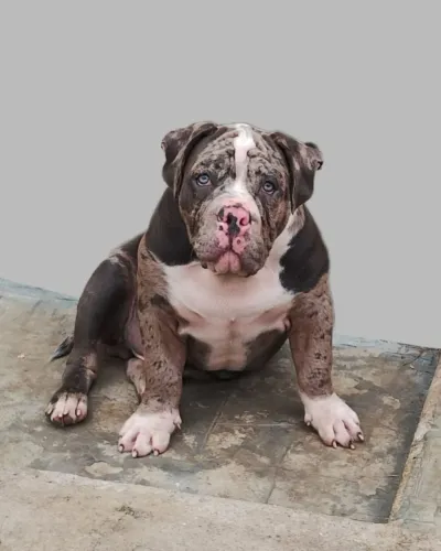 Filhote de American Bully Exotic ( Macho )