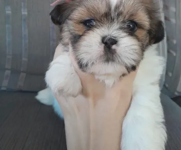 Filhote disponível de Shihtzu 