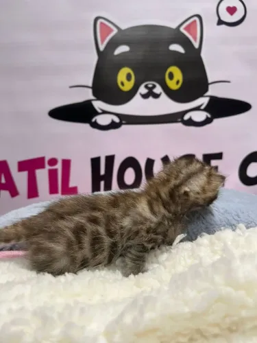 Bengal bebês lindos