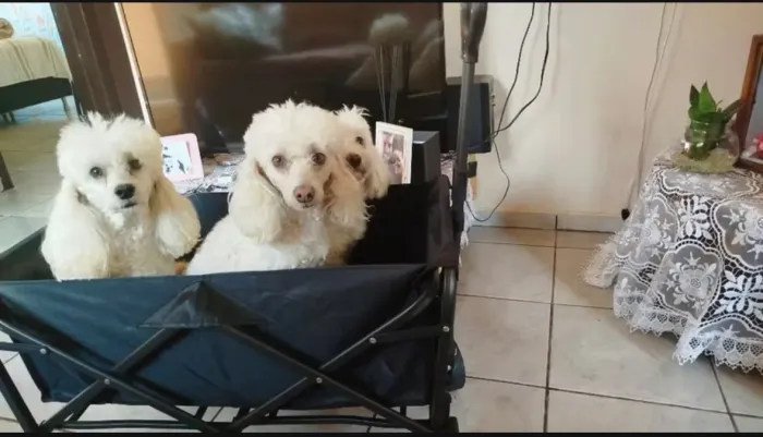 Carrinho Multiuso - Para Feira, Acampamento 