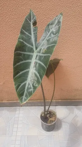 Muda de Planta "Orelha de Burro"