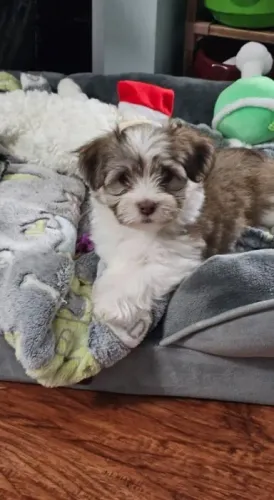 Filhote Lhasa Apso Padrão da Raça - Parcelamos em até 12x Sem Juros