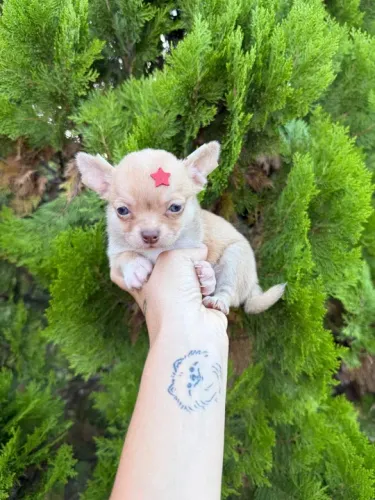 Chihuahua m Bebê - pelo curto
