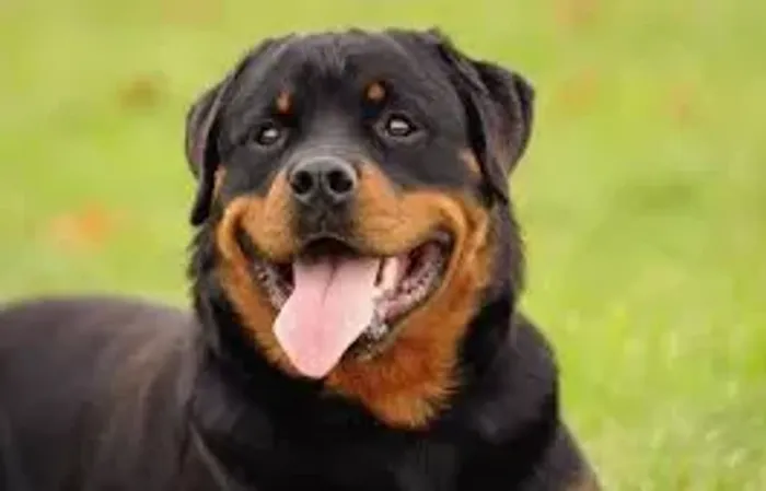 filhotes de Rottweiler