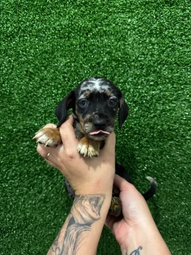 Dachshund (Salsichinha) Filhotes dóceis e brincalhões