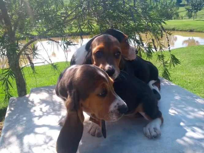 Basset Hound lindos
