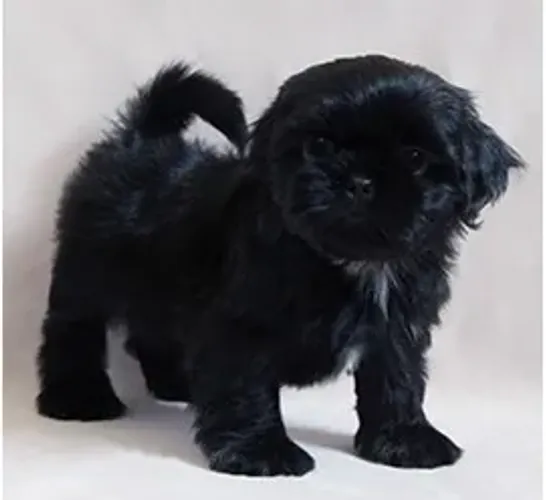 Shih-Tzu Fêmea Red: Filhote Adorável Esperando Por Você!