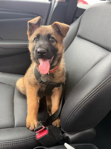 Pastora de Malinois Excelente Linhagem e Temperamento