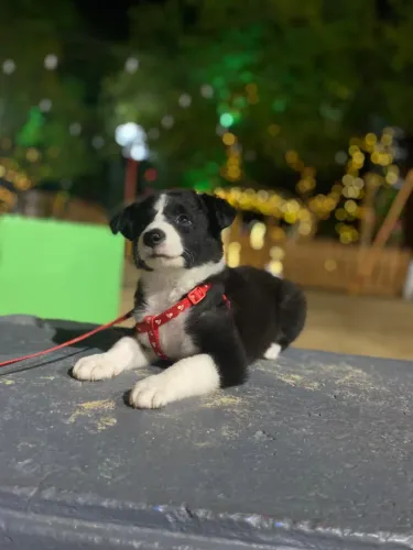 Adoção Border collie 