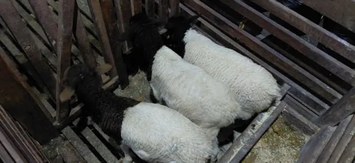 Borregos e borrega Dorper