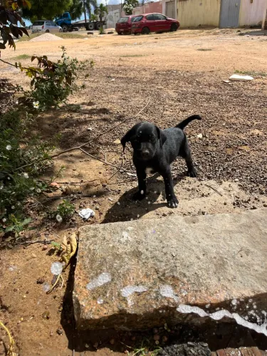 Filhotes de cachorro