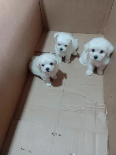 Lindos filhotes de maltês