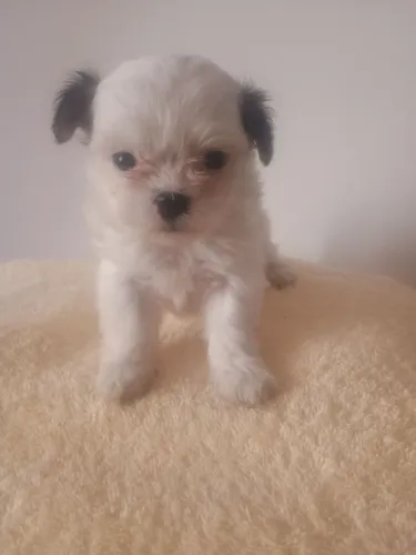 Vende se Shitzu