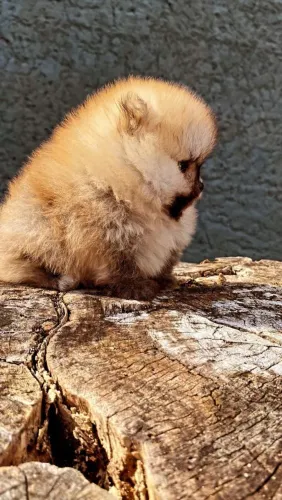 Lulu Da Pomerania Anão, Spitz Alemão Anão