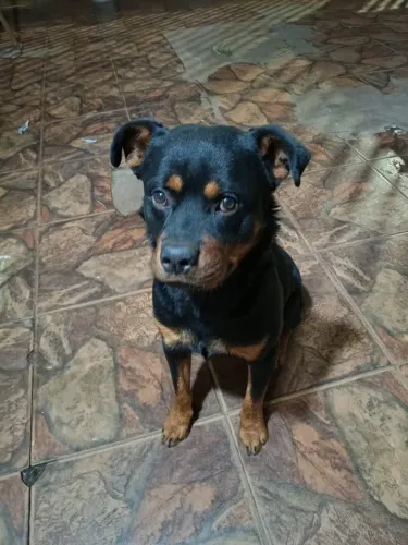 Cachorro para doação