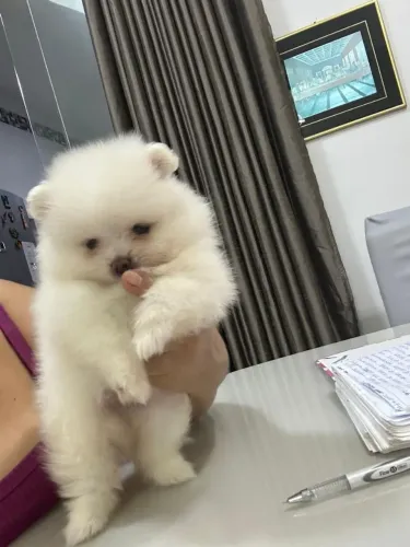 Lulu da Pomerânia
