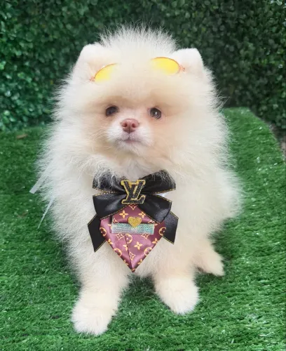 Lulu da pomerania