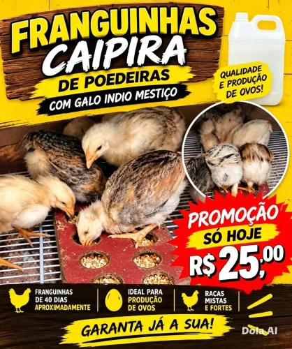 Franguinhas de poedeira