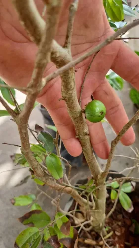 Mudas de Goiaba e Jaboticaba Enxertadas - Diversas Variedades!