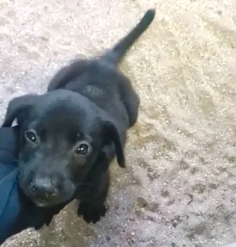 Lindo filhote parece labrador 