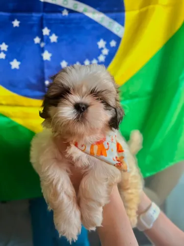 Filhote shih tzu 