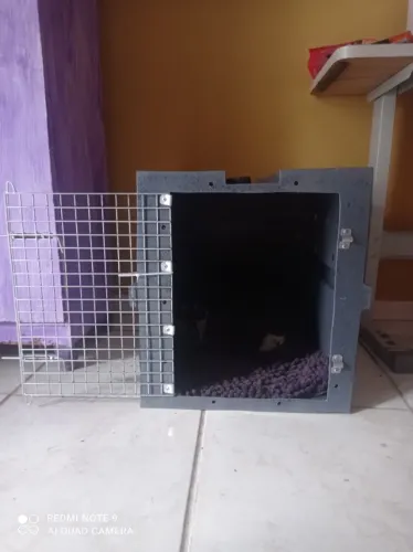 Caixa Transporte de Cães/Gatos padrão IATA - 60x42x47cm - Ideal p/ tam.Salsicha, Shitzu...