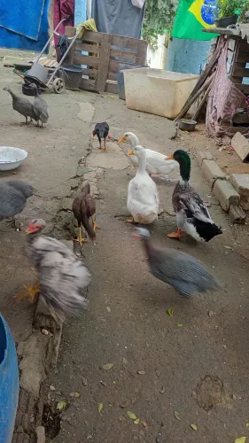 Galinhas e frangos