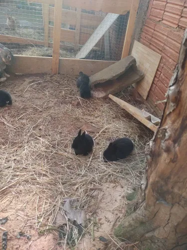 filhotes de coelhos