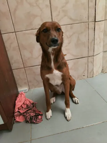 Muffin Adoção