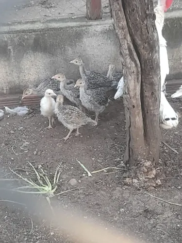 Filhotes de peru