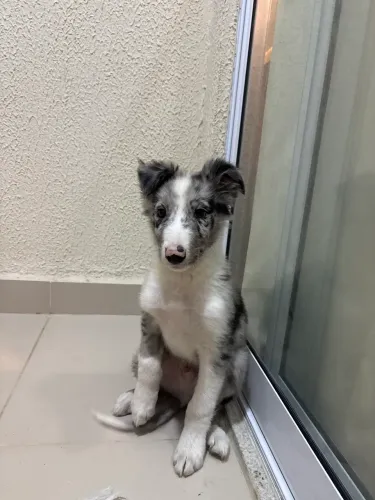 Filhote Border Collie Blue Merle 