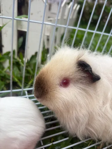 Porquinhos da Índia Himalaio