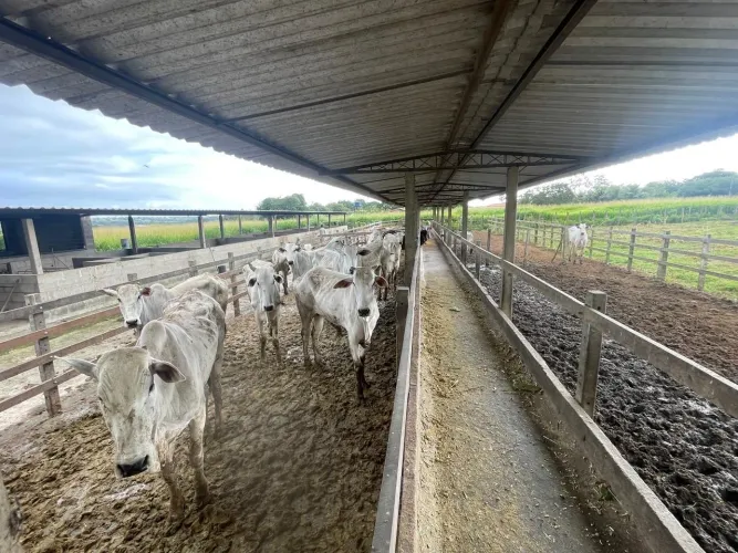 Localização privilegiada venda fazenda Coração de Maria