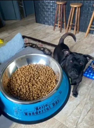 Pitbull filhote para doação