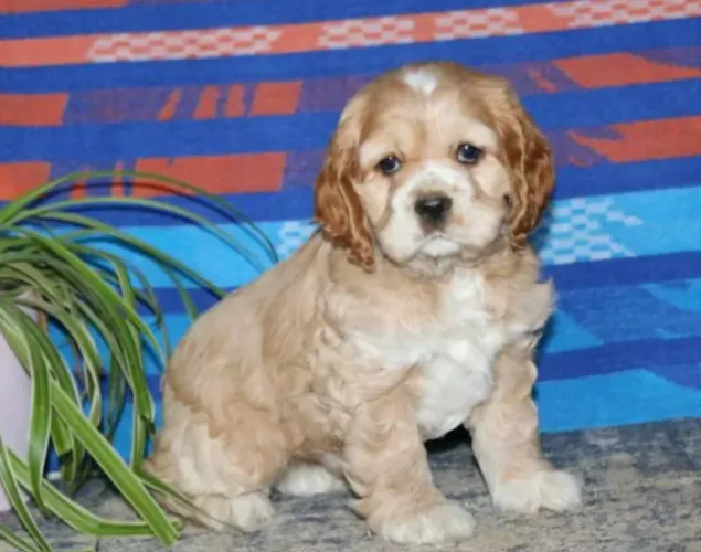 Cocker Spaniel dourado com pedigree