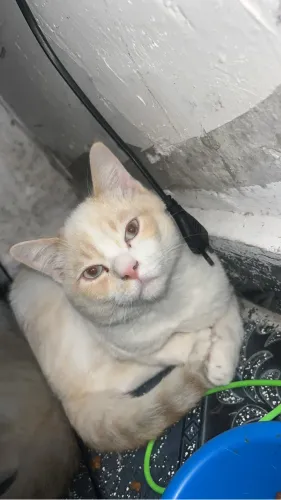 Doando dois irmãos 8 meses de vida 