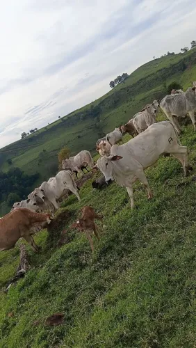 Procura casal para cuidar porcas de cria...região de Chapecó sc