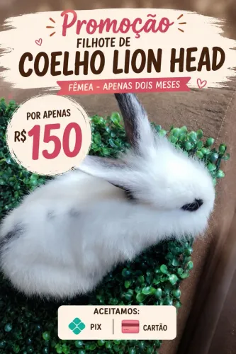 Promoção de mini coelho?!