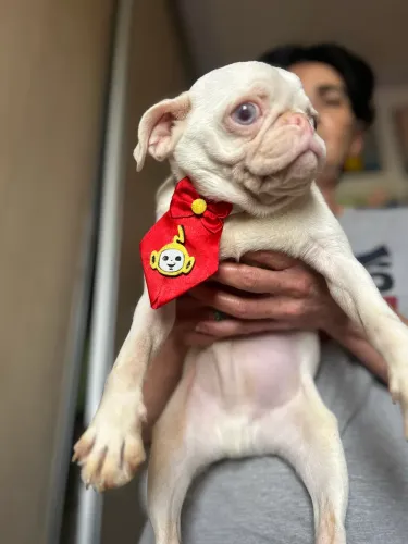 Casal de pug albinos olhos azuis