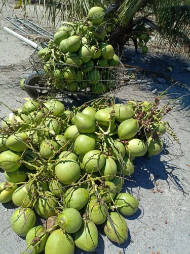 Propriedade rural