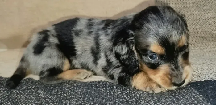 Dachshund Arlequim Mofadinho | Salsichinha Peludinho e Pelo Curto