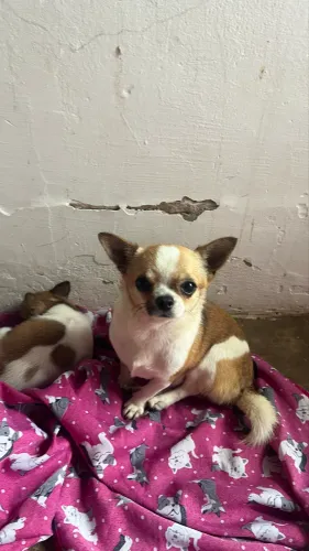 Chihuahua disponível 