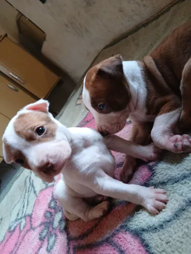 Vendo filhotes de pitbull red nouse 
