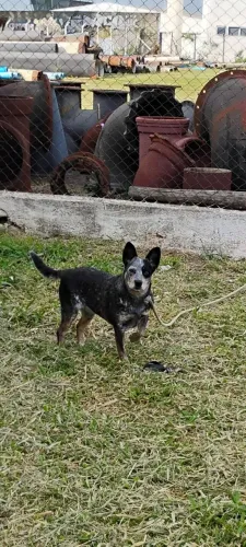Doação cachorra