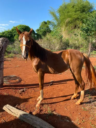 Vendo potra Quarto de Milha 