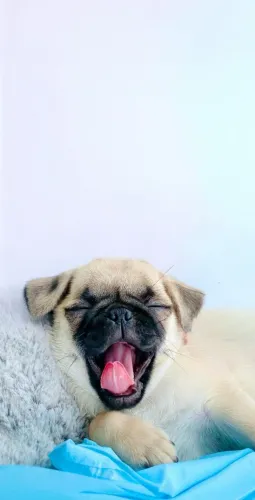 Pug Seu próximo sorriso pode nascer aqui