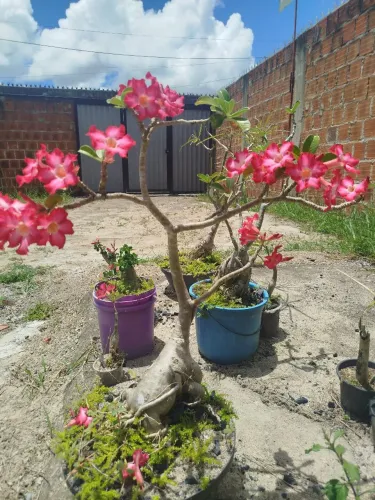 Rosa do Deserto Enxerto da Medusa DHA e 1 Enxerto da Rosa do Deserto Nova Tanzânia
