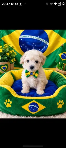 Disponível filhote de poodle toy